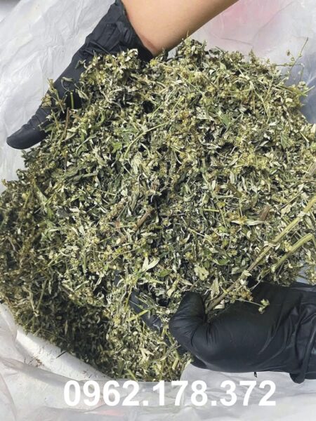 Ngải cứu khô chọn lọc, phơi trong dâm cầu kỳ cẩn thận sạch sẽ