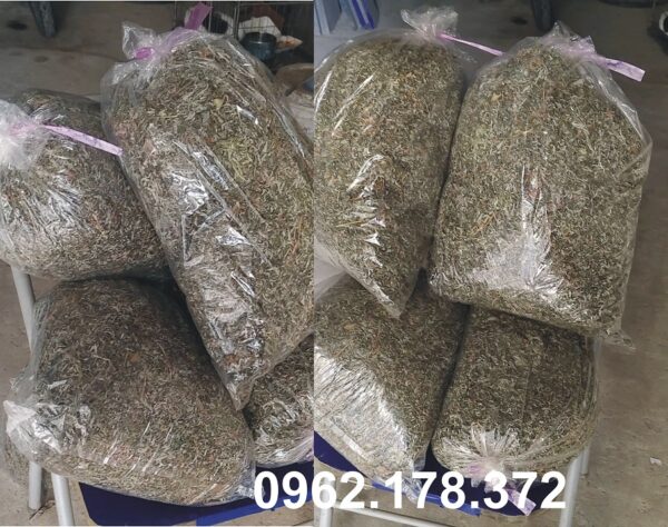 Ngải cứu khô chọn lọc, phơi trong dâm cầu kỳ cẩn thận sạch sẽ